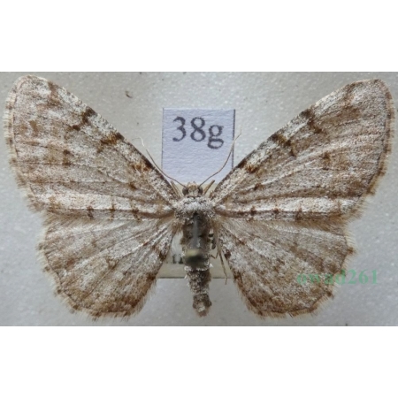 Aethalura punctulata (Denis & Schiffermüller, 1775) male Przylepek olszyniak Czech38g